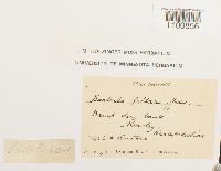 Didymodon fallax var. fallax image