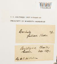thumbnail image of current specimen