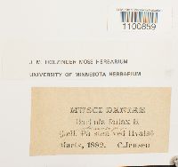 Thumbnail image of current specimen