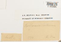 Bartramia halleriana image