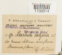 Barbula latifolia image