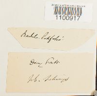 Barbula latifolia image