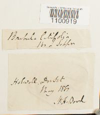 Barbula latifolia image