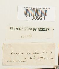 Barbula latifolia image