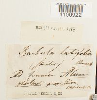 thumbnail image of current specimen