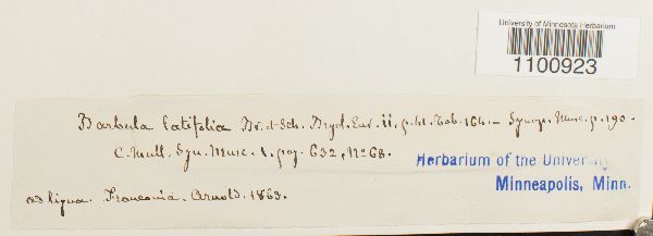 Barbula latifolia image