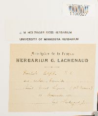 Barbula latifolia image