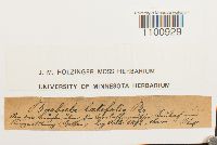 thumbnail image of current specimen