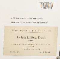 Barbula latifolia image
