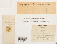 Anomobryum filiforme image