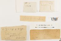 Astomum crispum image