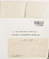 Astomum crispum image