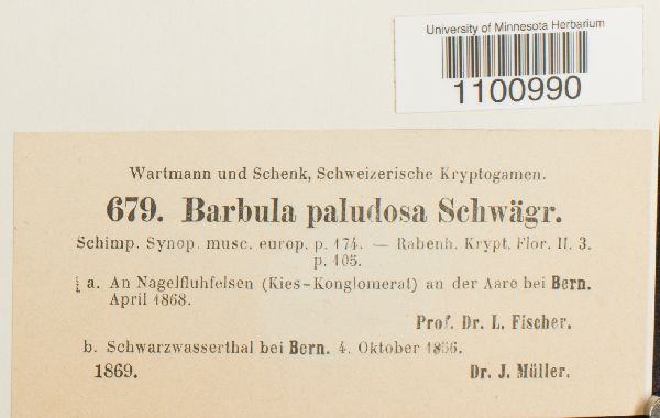 Barbula paludosa image