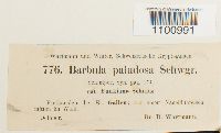 Barbula paludosa image
