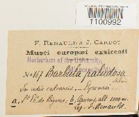 Barbula paludosa image