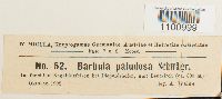 Barbula paludosa image