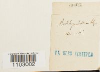 thumbnail image of current specimen