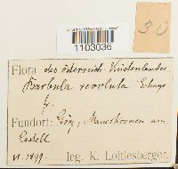 Pseudocrossidium revolutum image