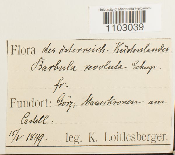 Pseudocrossidium image