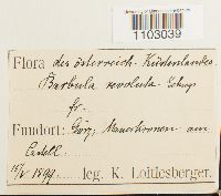Pseudocrossidium revolutum image