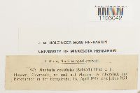 Pseudocrossidium revolutum image