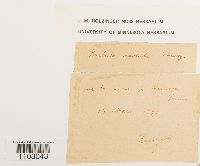 Pseudocrossidium revolutum image