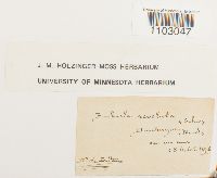 Pseudocrossidium revolutum image