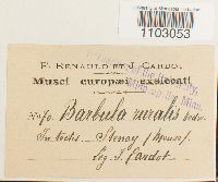 Syntrichia ruralis image