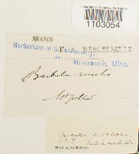 Syntrichia ruralis image