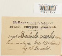 Syntrichia ruralis image