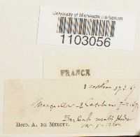 Syntrichia ruralis image