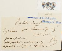 Syntrichia ruralis image