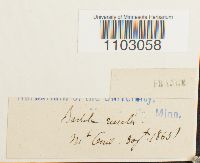 Syntrichia ruralis image