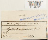 Syntrichia ruralis image