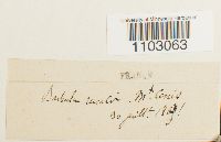 Syntrichia ruralis image