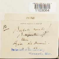 Syntrichia ruralis image