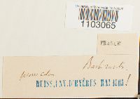 Syntrichia ruralis image