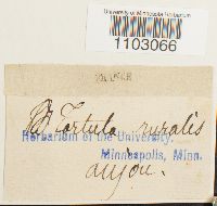 Syntrichia ruralis image