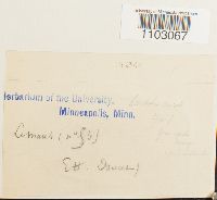 Syntrichia ruralis image