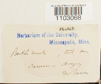 Syntrichia ruralis image