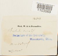 Syntrichia ruralis image