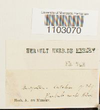 Syntrichia ruralis image