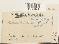 Syntrichia ruralis image