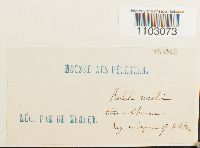 Syntrichia ruralis image