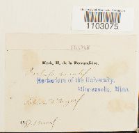 Syntrichia ruralis image