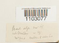 Syntrichia ruralis image