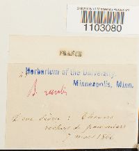 Syntrichia ruralis image