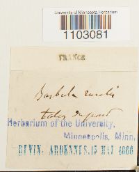 Syntrichia ruralis image