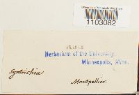 Syntrichia ruralis image