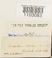 Syntrichia ruralis image